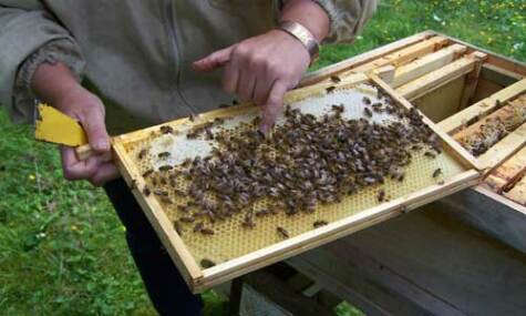 Permaculture bee keeping image