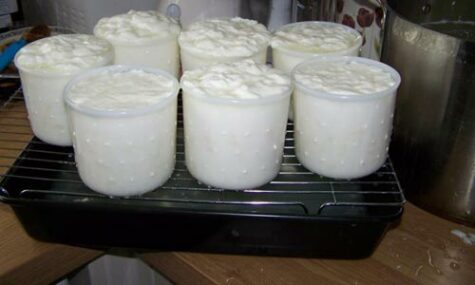 camembert cheese making