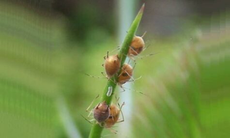 Mummified aphids