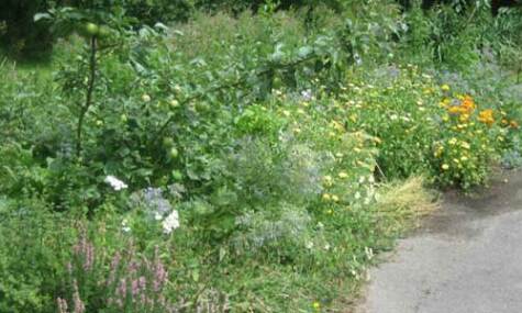 Permaculture forest garden